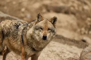 A detailed close-up of a European wolf standing outdoors in its natural habitat, showcasing its fur texture. jigsaw puzzle