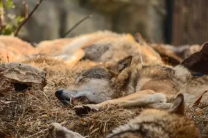 A group of wolves sleeping peacefully in their natural habitat, showcasing wildlife tranquility. jigsaw puzzle