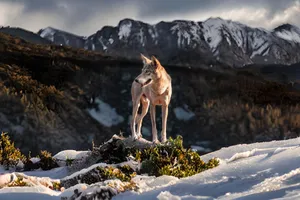 A stunning wolf poses against a breathtaking snowy mountain backdrop at twilight. jigsaw puzzle