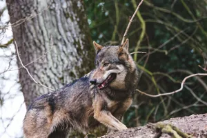 A captivating shot of a wolf standing among trees, embodying wildlife elegance. jigsaw puzzle
