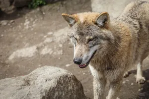 Close-up of a gray wolf in its natural habitat, showcasing its majestic fur. jigsaw puzzle