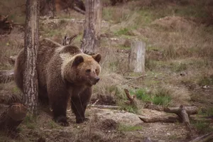 A powerful brown bear walking through its natural woodland habitat, showcasing wildlife beauty. jigsaw puzzle