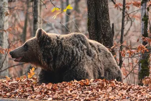 A wild brown bear rests in a Romanian forest amidst fallen autumn leaves. jigsaw puzzle