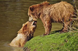 Two brown bears playfully interact near a pond in a natural setting. jigsaw puzzle