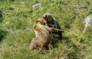 Action-packed scene of two grizzly bears fighting in a grassy field. jigsaw puzzle