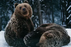 Two brown bears in a snow-covered forest, embodying winter wildlife. jigsaw puzzle
