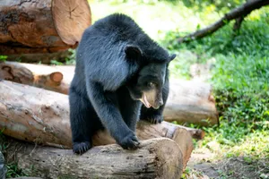 Asian black bear (Ursus thibetanus) standing on logs in a forest setting. jigsaw puzzle