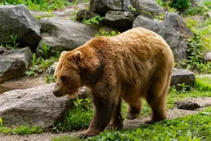 A powerful brown bear walks through a rocky natural habitat surrounded by greenery. jigsaw puzzle