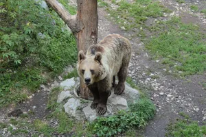 A European brown bear stands near a tree in a natural setting in Slovenia. jigsaw puzzle