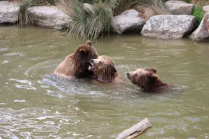 Three brown bears enjoying a swim in a natural pond, playfully interacting with each other. jigsaw puzzle