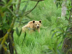 A grizzly bear rests in a vibrant green forest, showcasing its serene wildlife habitat. jigsaw puzzle
