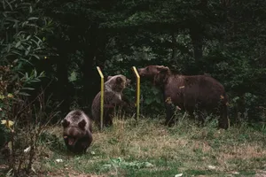 A brown bear family exploring a forest area, showcasing wildlife in its natural habitat. jigsaw puzzle
