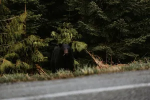 A black bear stands by an evergreen forest edge near the road, captured in stunning clarity. jigsaw puzzle