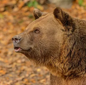 A detailed side view of a brown bear in its natural habitat, showcasing its fur and expression. jigsaw puzzle