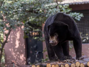 A captivating photo of a Malayan sun bear standing outdoors on logs in a zoo. jigsaw puzzle
