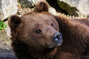 Close-up of a grizzly bear basking outdoors, showcasing its majestic presence. jigsaw puzzle