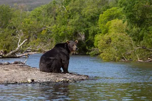 A majestic grizzly bear sitting by the river amidst lush green vegetation. jigsaw puzzle