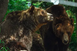 Two grizzly bears exploring the forest, showcasing their natural habitat and behavior. jigsaw puzzle