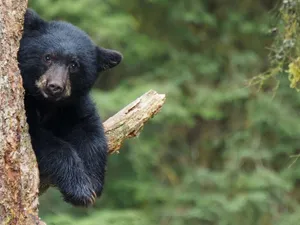 Charming black bear cub peeks from behind a tree in Alaska's lush forests. jigsaw puzzle