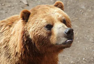 Intimate close-up of a powerful brown bear in the wild, showcasing its fur texture and expression. jigsaw puzzle