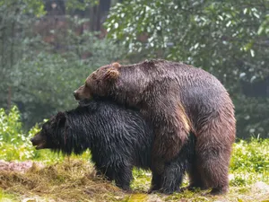 A pair of grizzly bears engaging in mating behavior in a dense forest setting. jigsaw puzzle