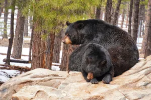 Two American black bears are seen relaxing on a rock amidst a forest setting, showcasing wildlife in winter. jigsaw puzzle