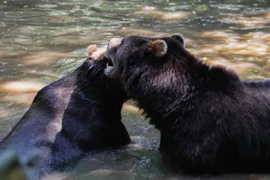 Two grizzly bears playfully interacting and biting in a river setting. jigsaw puzzle