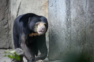 A sun bear standing in a rocky enclosure, showcasing its distinct features in a natural setting. jigsaw puzzle
