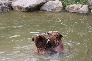 Two brown bears engaging in a playful spar within a rocky-water habitat. jigsaw puzzle