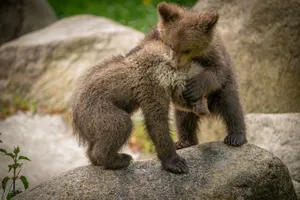 Two playful brown bear cubs interacting on a natural rock in a forest setting. jigsaw puzzle