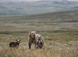 A grizzly bear family roams an open meadow, showcasing wildlife in their natural environment. jigsaw puzzle