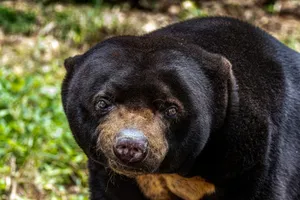 Intimate close-up of a Malayan Sun Bear showcasing its unique facial features in an outdoor setting. jigsaw puzzle