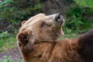 A serene brown bear relaxing in a natural setting, showcasing its rich fur texture and peaceful demeanor. jigsaw puzzle