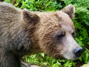 Intimate portrait of a grizzly bear in the lush greenery of Wrangell, Alaska. jigsaw puzzle