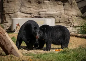 Two Asian black bears interacting in their natural habitat with rocky background. jigsaw puzzle