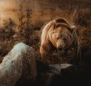 A powerful brown bear roams an autumn forest in Nantes, France, showcasing serene strength. jigsaw puzzle