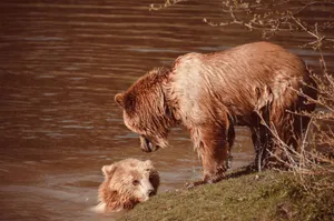 Two grizzly bears interact by a riverbank, showcasing wildlife in its natural habitat. jigsaw puzzle