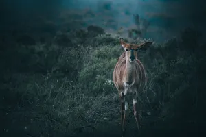 A serene antelope standing in an African grassland, captured during a moody daylight setting. jigsaw puzzle