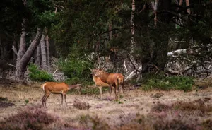 A pair of red deer in a forested area, showcasing natural wildlife habitat. jigsaw puzzle