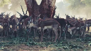 A herd of antelopes with elegant horns grazing in a sunlit forest clearing. jigsaw puzzle