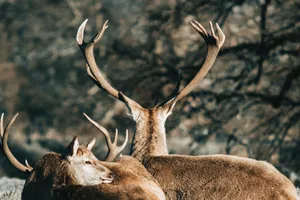 Close-up of red deer with large antlers resting in a natural setting. jigsaw puzzle