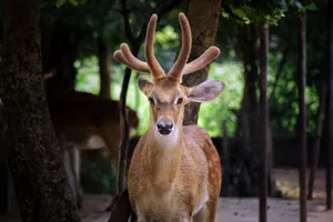 Close-up of a deer with antlers in a forest setting. Natural wildlife in Bilaspur, India. jigsaw puzzle