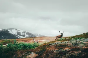 Scenic view of reindeers grazing in the Swedish mountains under a cloudy sky. jigsaw puzzle