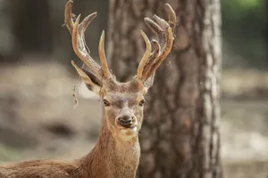 Close-up of a red deer with antlers in a natural woodland setting. jigsaw puzzle