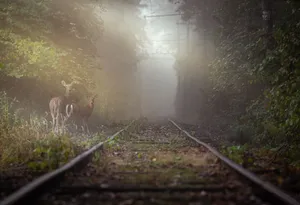 Two deer stand near a misty railway track surrounded by lush green trees. jigsaw puzzle