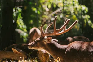 Close-up of a deer with antlers in a sunlit forest, showcasing the beauty of Bali's wildlife. jigsaw puzzle