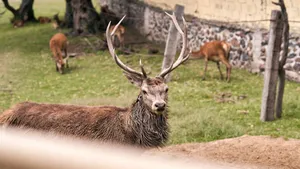A majestic deer with large antlers stands in a natural outdoor enclosure with other deer. jigsaw puzzle
