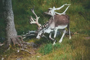 A majestic reindeer with antlers in a lush forest setting, showcasing wildlife in its natural habitat. jigsaw puzzle