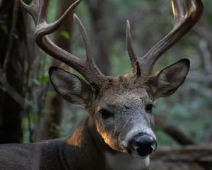 A close-up shot of a majestic white-tailed deer with impressive antlers in a forest setting. jigsaw puzzle