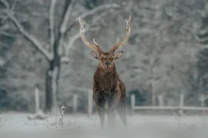Wild graceful deer with brown fur and long horns standing on snowy field with plants near trees and looking at camera in winter day in nature jigsaw puzzle